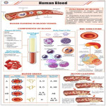 Human Blood Components Chart